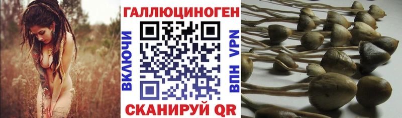 Галлюциногенные грибы GOLDEN TEACHER Купить закладки Питкяранта